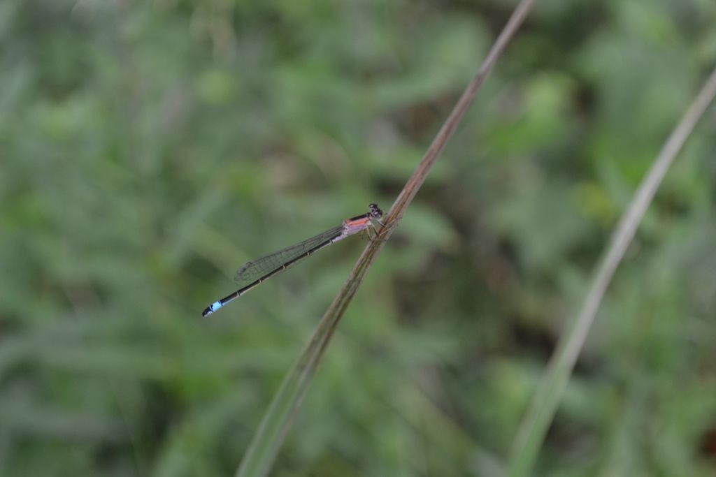 Libellula da identificare: Ischnura elegans